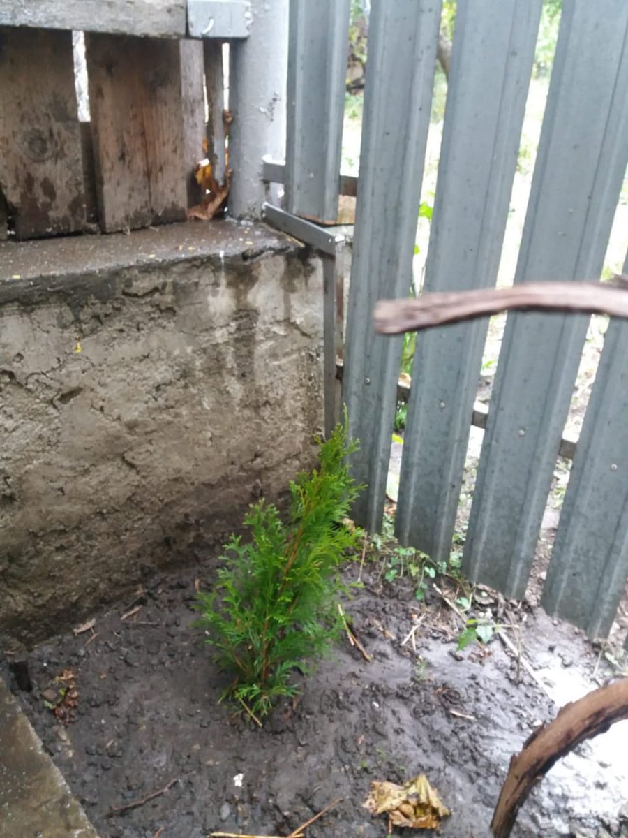 THristea's tweet photo. #EBRD challenge accepted! I did it virtually and planted 10 Thuya Occidentalis trees at my home. Due to the lockdown in Mongolia, not sure I could challenge others to do so 🤷‍♂️! https://t.co/nWfuXobiCX