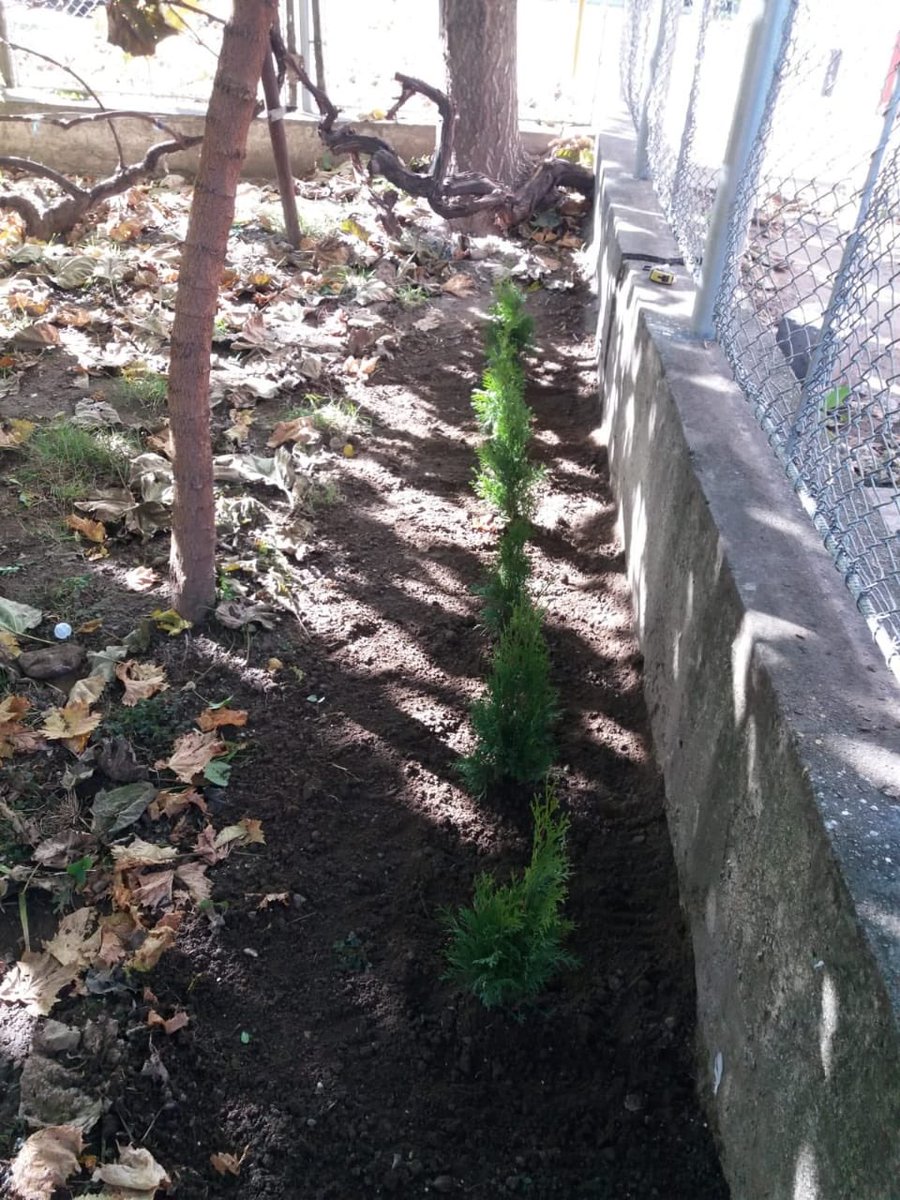 THristea's tweet photo. #EBRD challenge accepted! I did it virtually and planted 10 Thuya Occidentalis trees at my home. Due to the lockdown in Mongolia, not sure I could challenge others to do so 🤷‍♂️! https://t.co/nWfuXobiCX