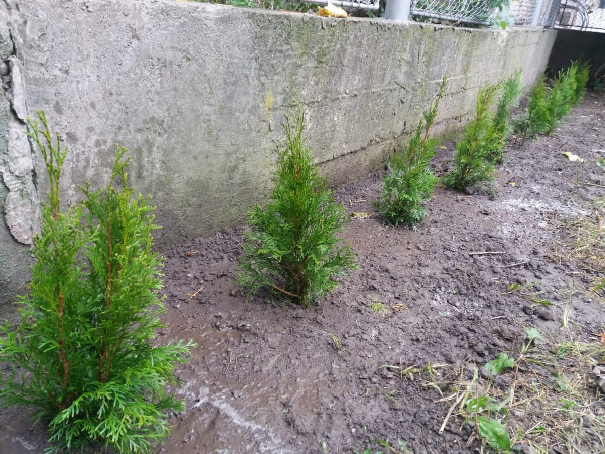 THristea's tweet photo. #EBRD challenge accepted! I did it virtually and planted 10 Thuya Occidentalis trees at my home. Due to the lockdown in Mongolia, not sure I could challenge others to do so 🤷‍♂️! https://t.co/nWfuXobiCX