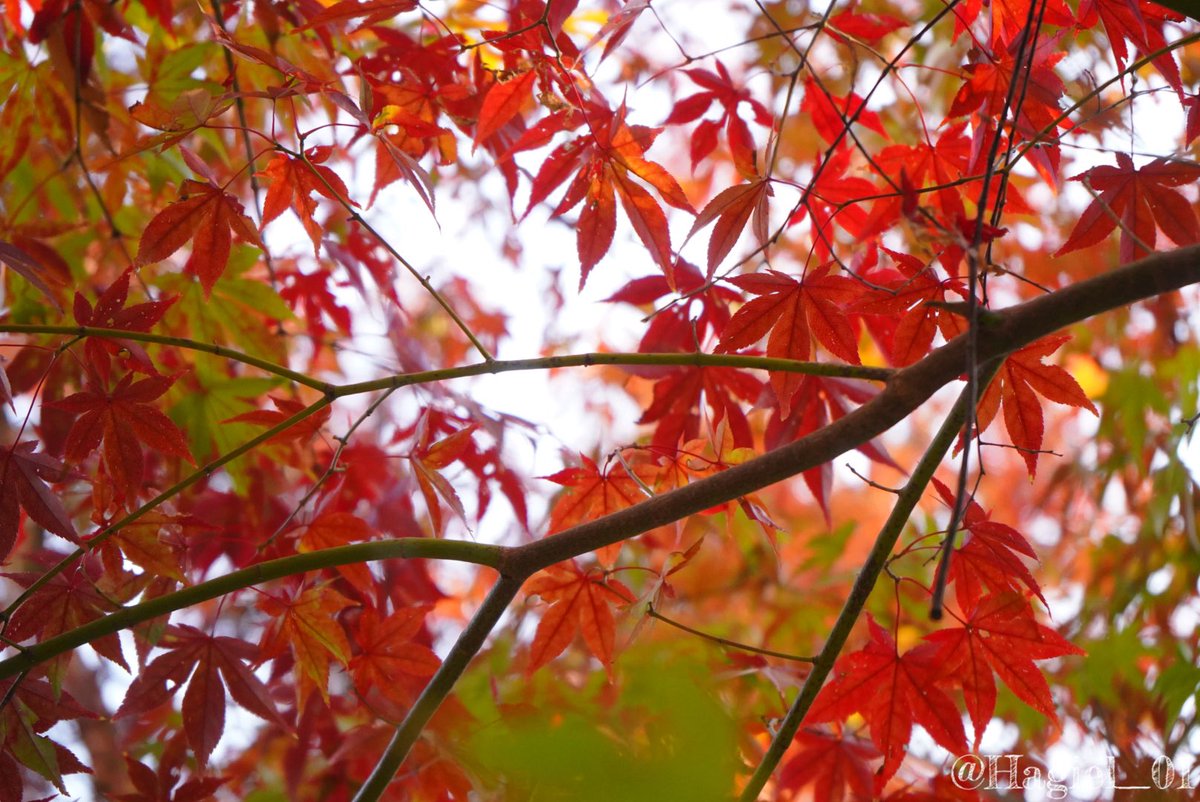 Hagiel 今日は天気が良かったので 紅葉を撮りにお馴染みの本土寺に行ってきました 時期的には色づき始めで 今月末 来月頭が見頃だと思われます 来月にまた行きたいと思います 紅葉 本土寺 松戸市