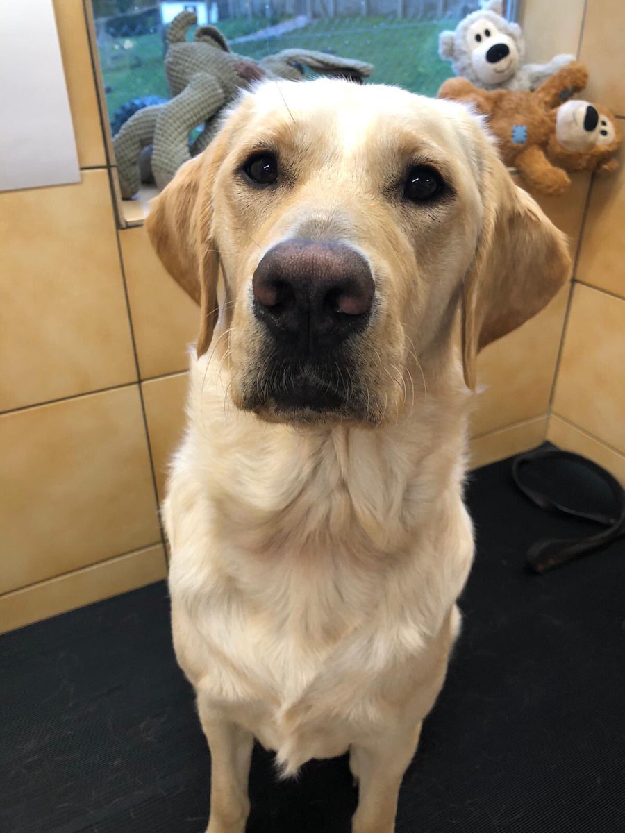 leamdogcare's tweet photo. Grooming Mugshots! 🦮
Here’s a few photos from the grooming table - starring Gemma, Hudson, Sylvester and Alex.
#guidedogs #dogsoftwitter #CatsOfTwitter #guidecat #guidedog #leamingtonspa #warwickshire https://t.co/spCCFP9nZN