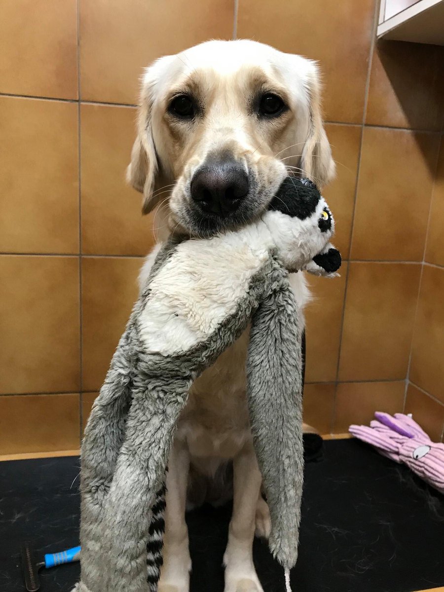 leamdogcare's tweet photo. Grooming Mugshots! 🦮
Here’s a few photos from the grooming table - starring Gemma, Hudson, Sylvester and Alex.
#guidedogs #dogsoftwitter #CatsOfTwitter #guidecat #guidedog #leamingtonspa #warwickshire https://t.co/spCCFP9nZN