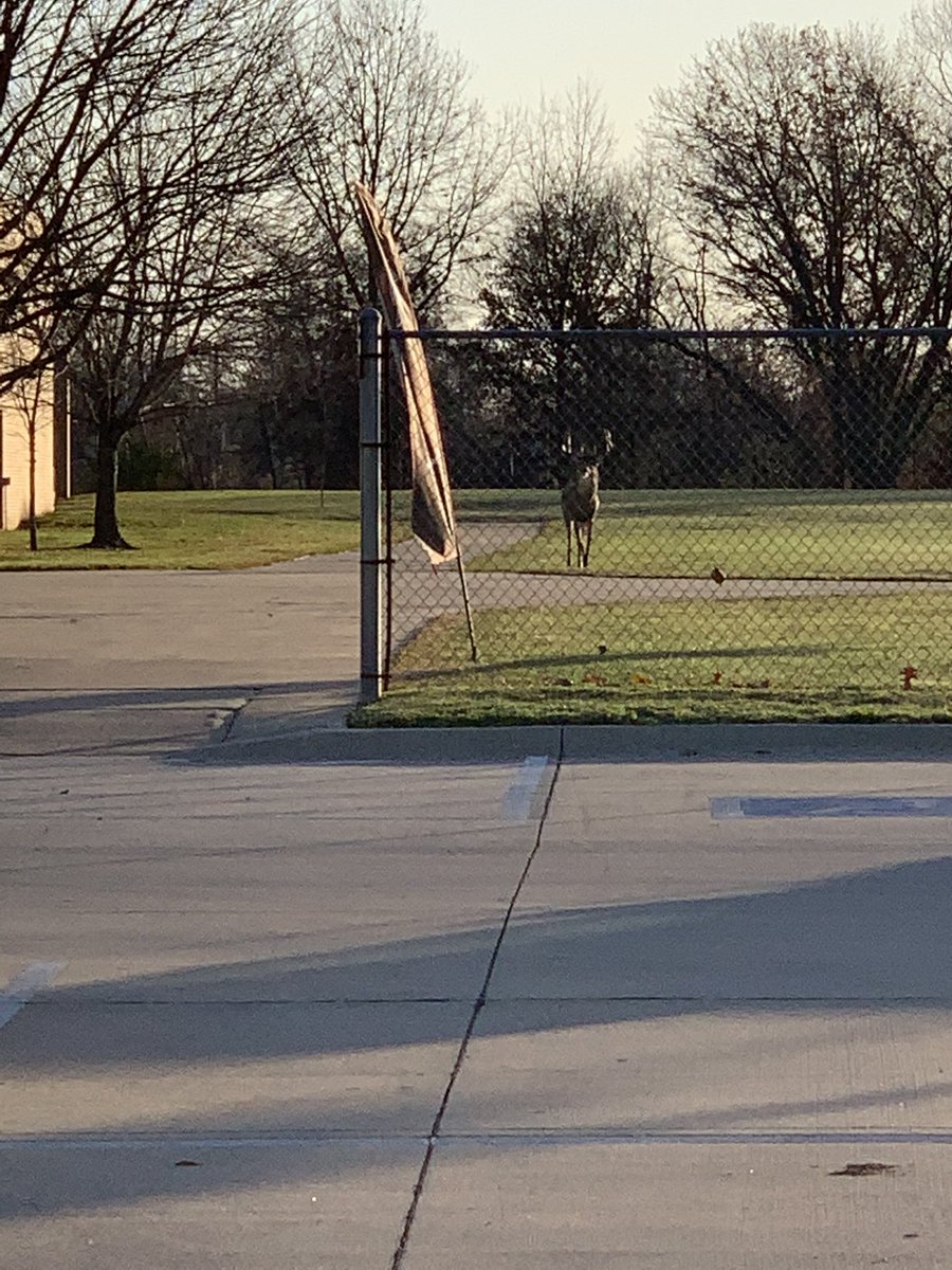 MsTaylor_'s tweet photo. Not something you see everyday! 

... but at @FMSTrojans it’s a regular occurrence! https://t.co/il36kdlXby