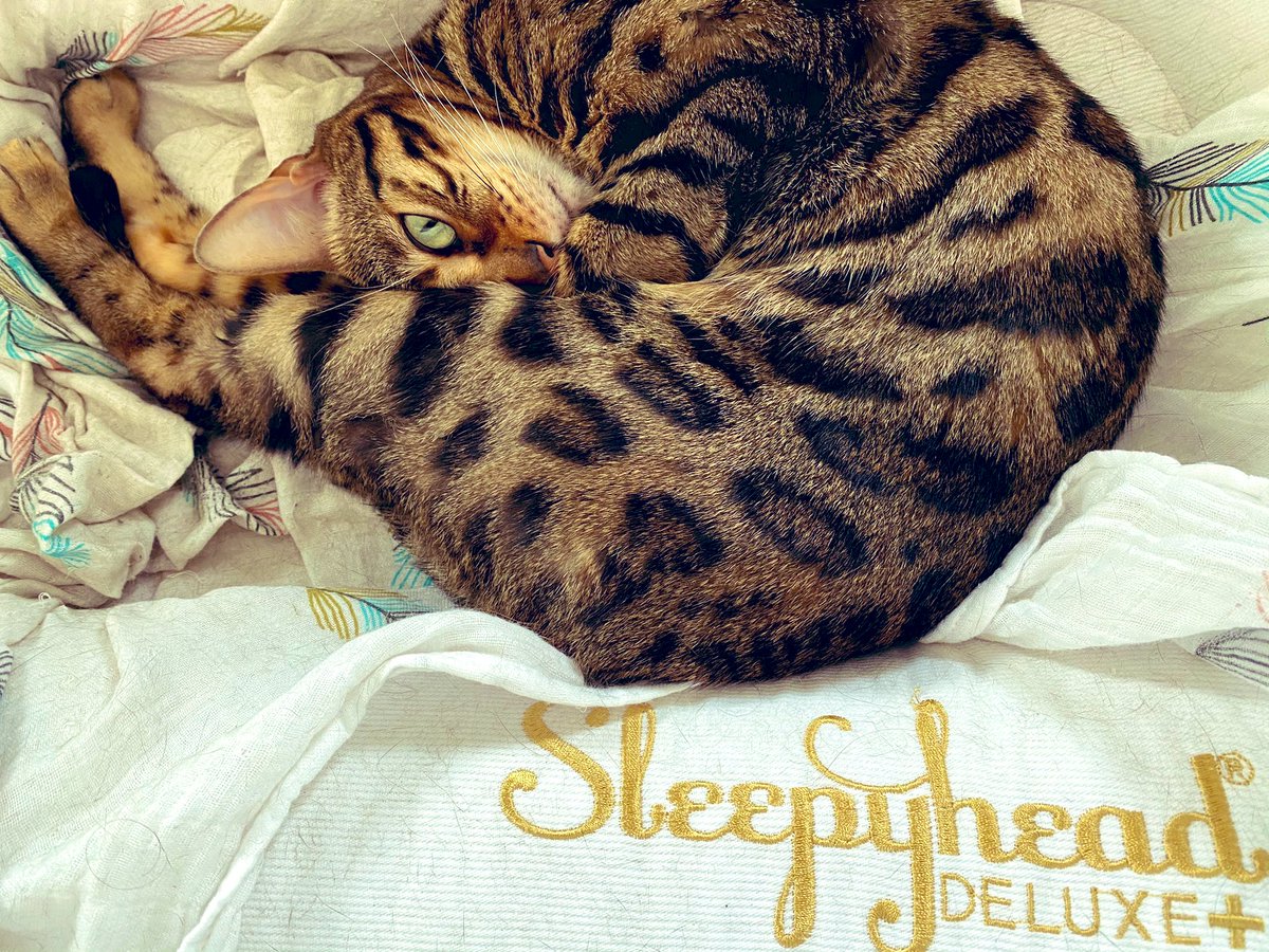 BengalWilma's tweet photo. Wilma is officially a #Sleepyhead 😹🐾❣️@DockATot #GorgeousWilma #CatCot #mondaythoughts https://t.co/H7lvYF5lA6