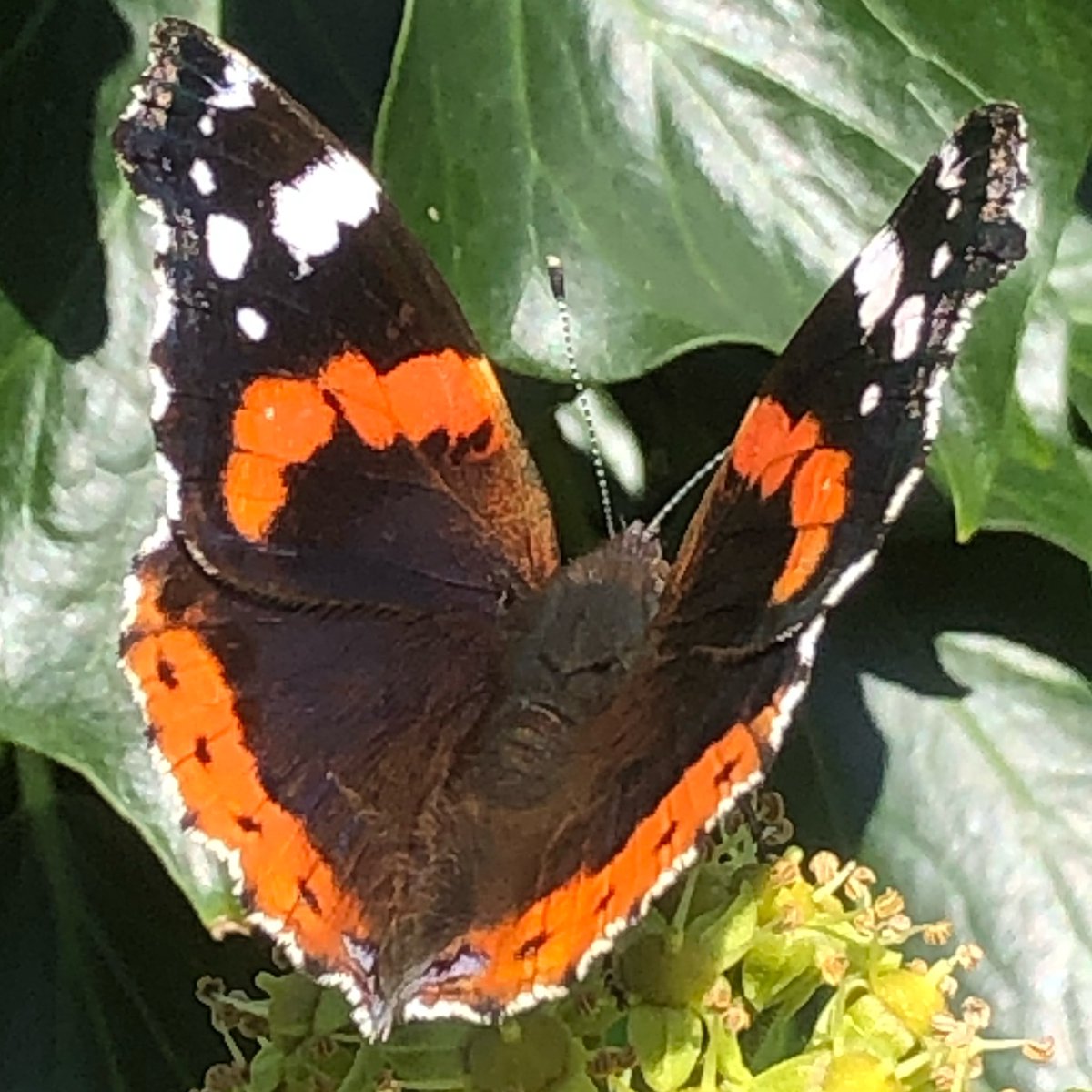 LindyLouMac's tweet image. Butterflies are beautiful, don’t you agree? #fmsphotoaday #fms_somethingbeautiful  #mothernature #butterfly #redadmiralbutterfly #butterfliesofinstagram #wales #gwynedd #llanegryn