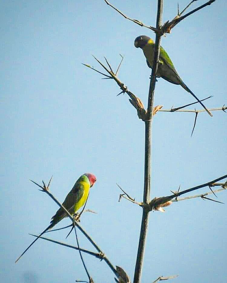 snshindol's tweet photo. Pair of Plum-headed Parakeet (Psittacula cyanocephala) 14.11.2020
The grey/purple-headed one is female and the red-headed is male.
You can make out dominent one on top so you know who is hen-pecked one here 😂
#Bankwal #NatureClick @hindolbeauty #BirdPhotography #IncredibleHindol https://t.co/xKZMJzDnHz