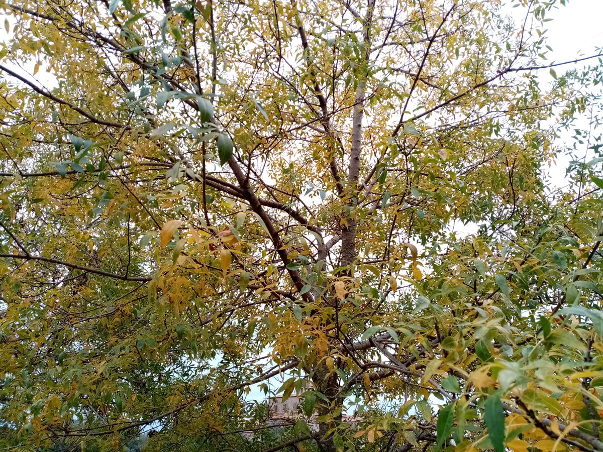 Aniol_unedo's tweet photo. Aquests #freixes tenen aproximadament 15 anys.
D'un pot de iogurt al marge de l'hort. Ja pujen més de 3m del terra. Estan preciosos. https://t.co/RG69EOwMFT