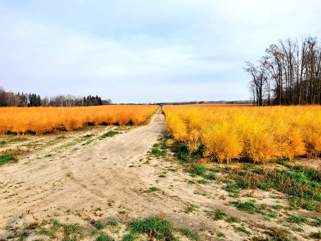 StollerOntario's tweet photo. Working with some asparagus growers this past summer on some fern applications designed to increase the photosynthetic capacity pf the plants. Then we focus on driving the energy down into the roots to improve next years yield and quality! Pic taken 11/13/2020 still a difference! https://t.co/l0OvYueiAt