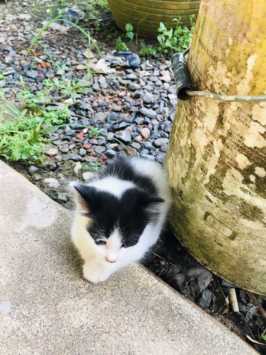 Fikhree1's tweet photo. 😼 https://t.co/wcCh5LkXTA