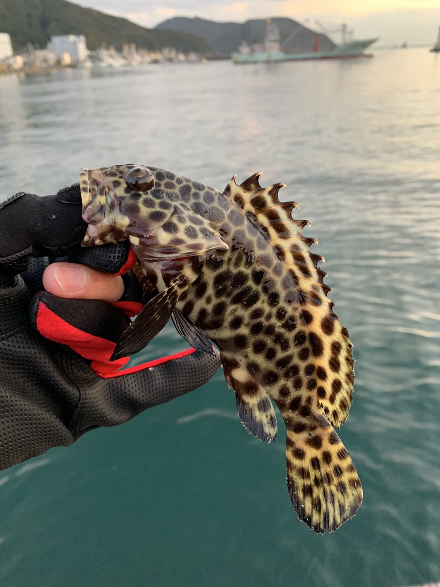 ますおおおかやま 昨日南伊勢で釣ったハタの幼魚 オオモンハタとは違うので沖縄方面でいうところの イシミーバイ かと思ったら モヨウハタ でした 日本ではまだレアな魚種らしい