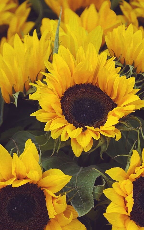 aesthetics tweet media