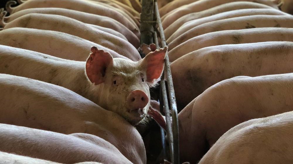 agriinsight's tweet photo. Managing respiratory diseases in pigs: Mhp, secondary pathogens & inflammation 👉🏼 https://t.co/hNMxwyXzVh #MondayManagement https://t.co/DbyAtvXGDw