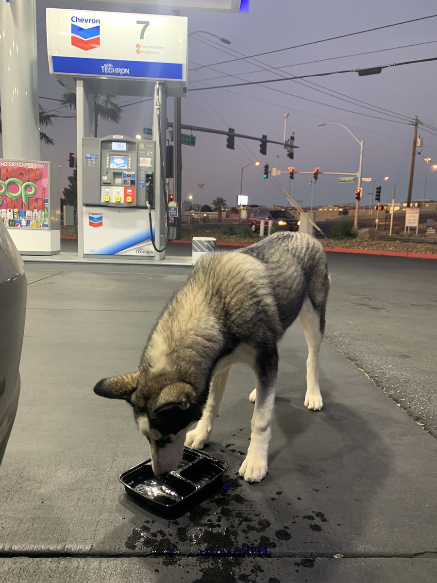 ‼️‼️ FOUND DOG ‼️‼️
Near Vegas And rainbow at the corner gas station at 6:00 am 
Husky/female 
please rt 🙏🏽🙏🏽🙏🏽🙏🏽🙏🏽