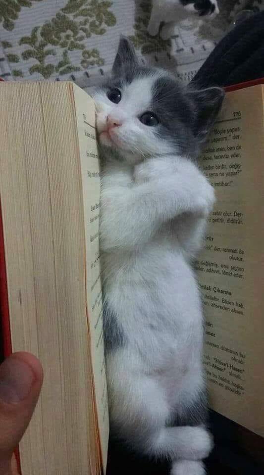 EFE_KlZl's tweet photo. Böyle Güzel Bir Kitap Ayracı Olan Var mı ? 😻😽

Keyifli Bir Akşam Olsun
Dostlara ♥️🌹⭐️🌙 https://t.co/VG9Gn92MsF