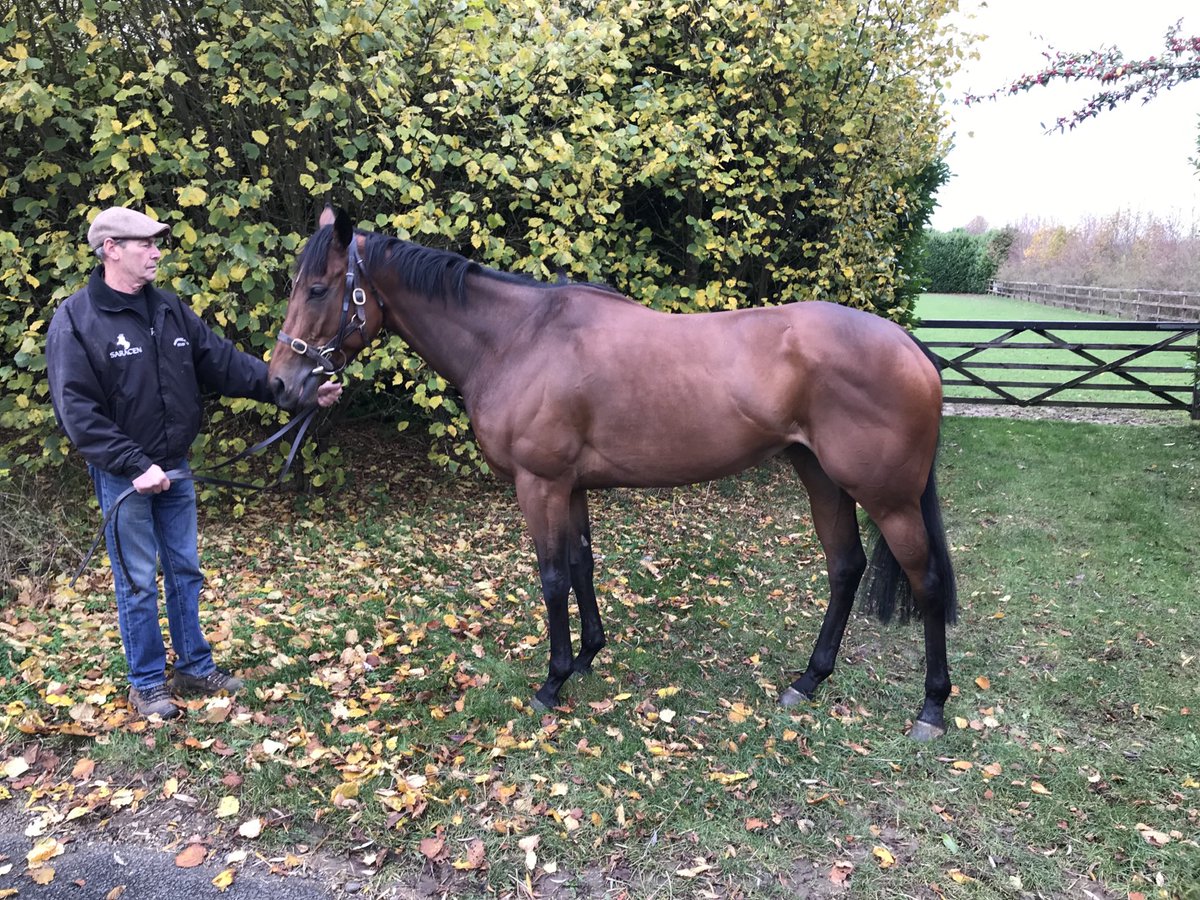 peterstanley32's tweet photo. Thrilled to welcome home ONE MASTER to New England, triple Group One winner to join her Group winning mother (ENTICING) @bloodstocknews @rpbloodstock @theTDN @WilliamHaggas https://t.co/eUJlqPG8Uz