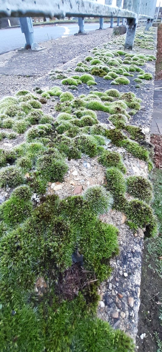 Love these little carpets