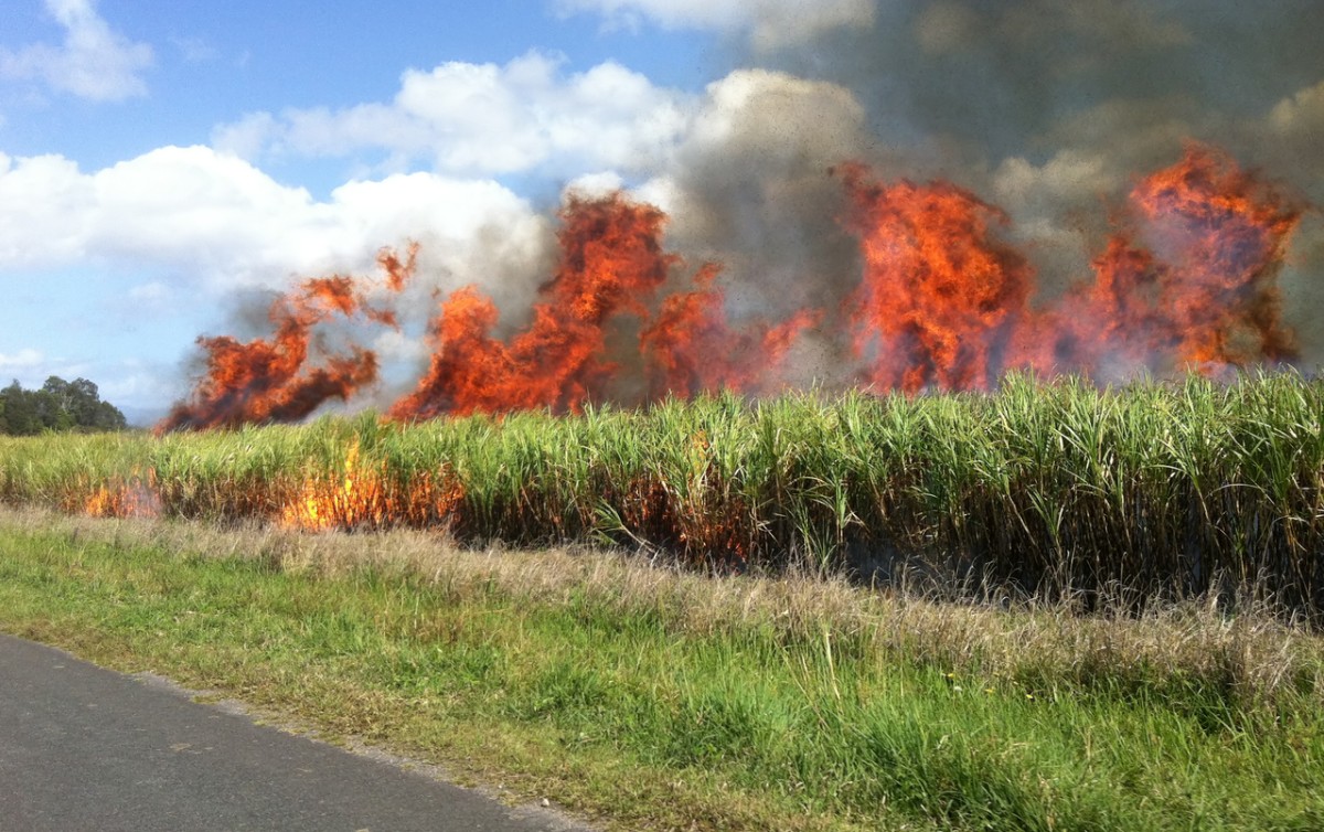 China1News's tweet photo. , गन्ने के खेत में लगी आग, ਗੰਨੇ ਦੇ ਖੇਤ ਨੂੰ ਅੱਗ, canavial queimando fogo , Sugarcane field burning fire, 甘蔗场熊熊燃烧的烈火, https://t.co/uPOAQs9T2R via @YouTube https://t.co/20i5ZOdAqR