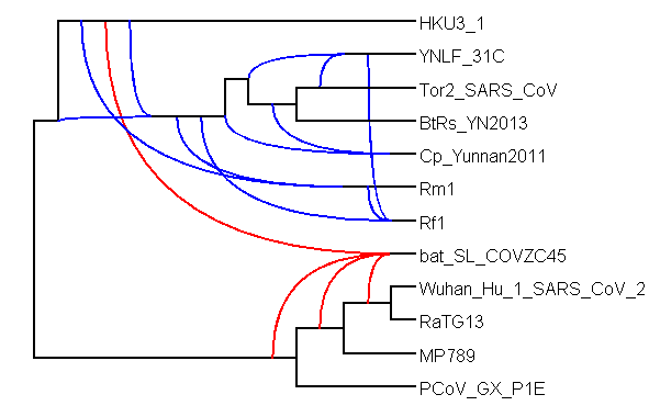 Grimmiges's tweet photo. New post on #GWoN (not yet fully dormant) by Rosanne Wallin, Leo v. Irsel and colleagues: inferring rooted #phylogenetic (#recombination) #networks for the #SARS group of Betacoronaviruses
https://t.co/bxmhTgBZds
Full data and analysis on @github: https://t.co/FsZiS60AD3 https://t.co/EztIlYwzVN