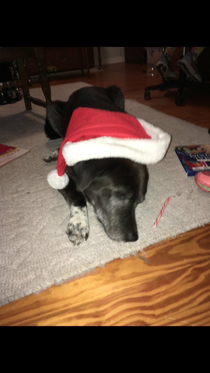 Penhead24's tweet photo. @dog_rates, Katie wants to know what you think of her Christmas spirit! @CiciNave &amp; I are curious for your rating, too. https://t.co/5nOSFaNU2S
