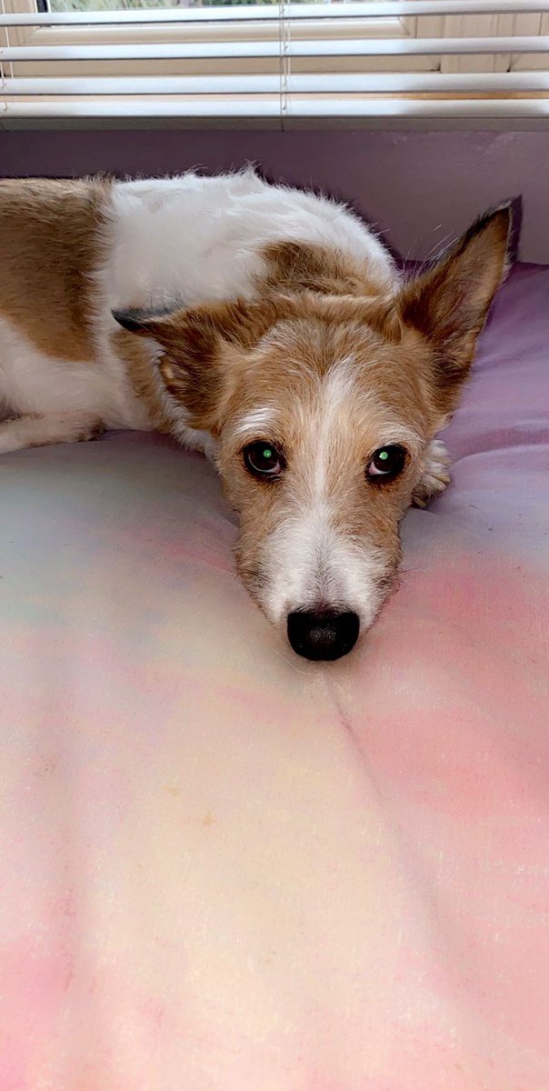 sersh_xo's tweet photo. My little baby is missing, she’s most likely in the crumlin / Kimmage area if people could share, her names bailey she’s really gentle but most likely afraid being alone😭 https://t.co/dTkqg3nU5m