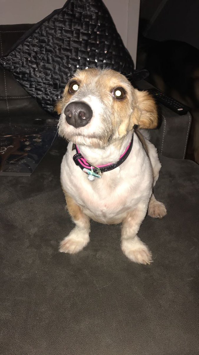 sersh_xo's tweet photo. My little baby is missing, she’s most likely in the crumlin / Kimmage area if people could share, her names bailey she’s really gentle but most likely afraid being alone😭 https://t.co/dTkqg3nU5m