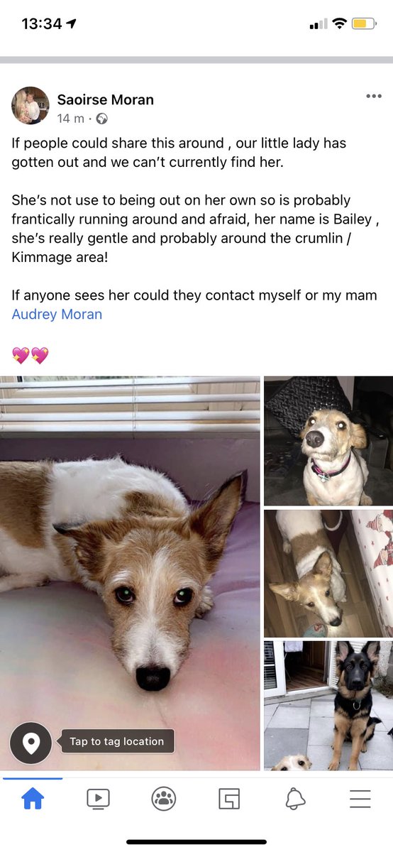 sersh_xo's tweet photo. My little baby is missing, she’s most likely in the crumlin / Kimmage area if people could share, her names bailey she’s really gentle but most likely afraid being alone😭 https://t.co/dTkqg3nU5m