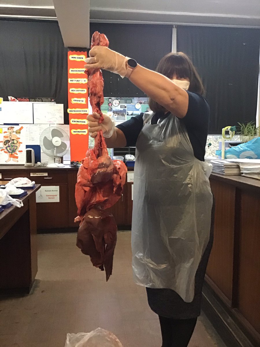 Awesome dissection lesson for year 10 separate science this afternoon. Massive thanks to <a href="/chrisHbutcher/">Chris Hayman Butcher</a> in Maesycwmmer for providing the pluck, free of charge, to observe and dissect and Mrs Jolliffe for modelling it!