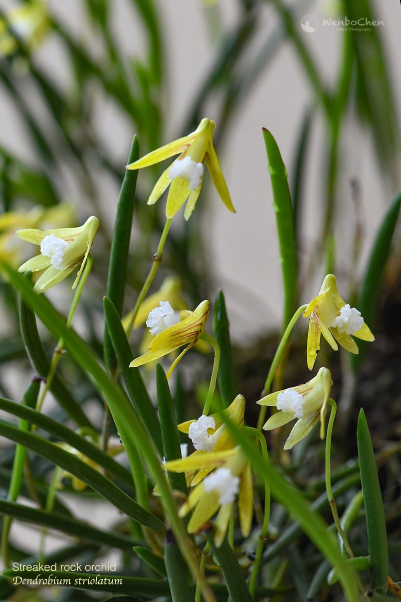 Wenbo Chen tweet media