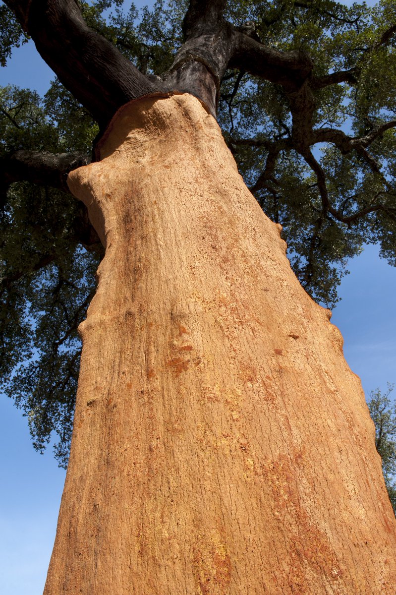 Did you know that unlike conventional timber, cork is harvested without damaging or
felling the tree? The average lifespan of the tree is 200 years, and harvesting takes place every 9 years, so a tree will typically yield 15-20 harvests 👏pretty impressive ay!