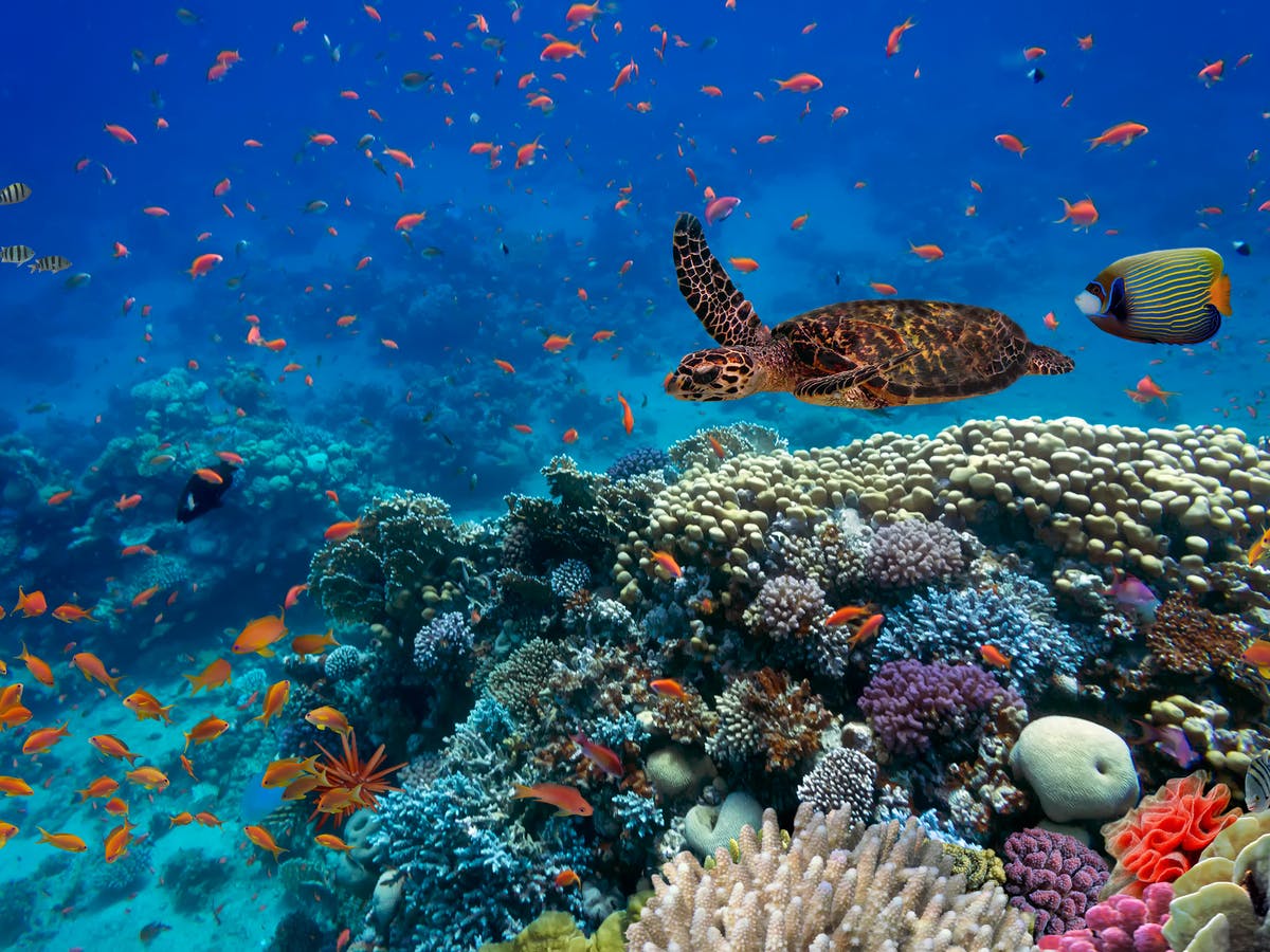 EcoSchoolsLCC's tweet photo. It's been great to hear all about the ocean at Climate Action Fortnight - find out more on our website and take part in today's quiz https://t.co/eZPeF2Vygy #ClimateActionLE https://t.co/r3DigqQ7MR
