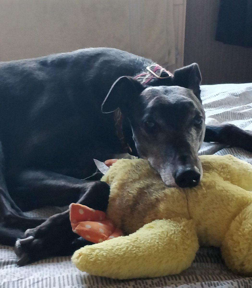 kurothehound's tweet photo. Good morning everyone! I hope the start of the week is being kind to you x 🐾 https://t.co/XeHSta2zwB
