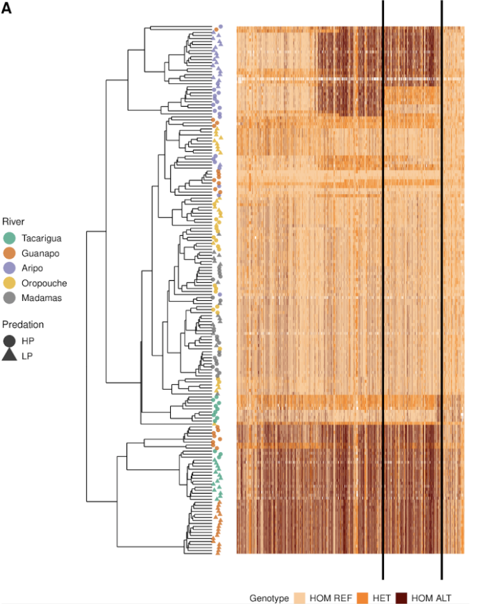 If you're interesting in quickly visualising genotypes from a VCF file with a single R command, we've put together a small repo with the function we've been using and tutorial.

github.com/JimWhiting91/g…