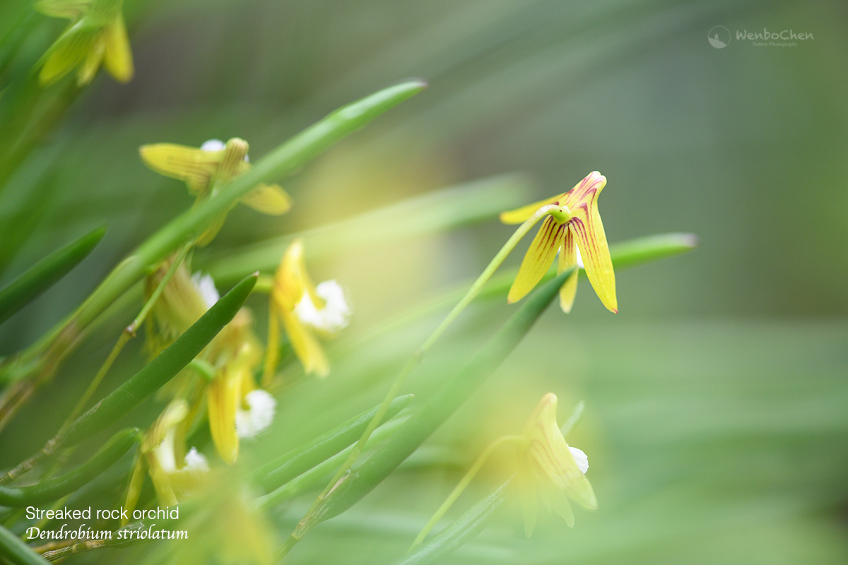 Wenbo Chen tweet media