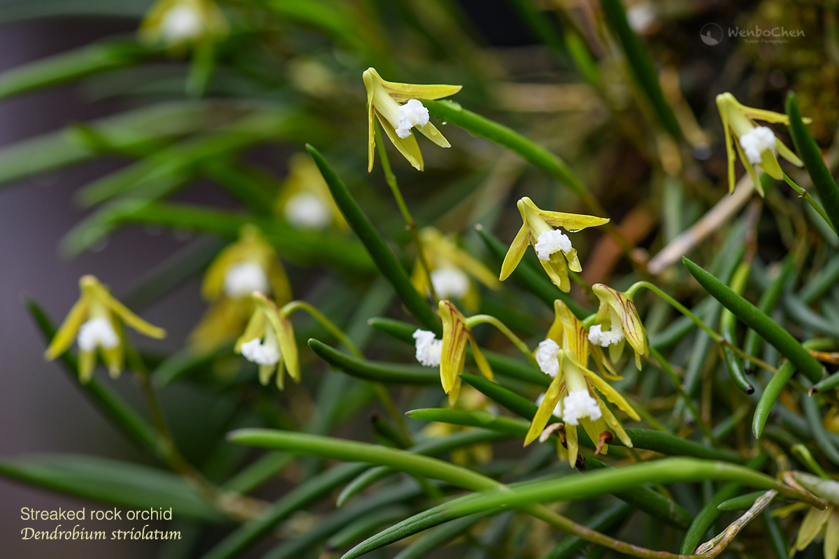 Wenbo Chen tweet media