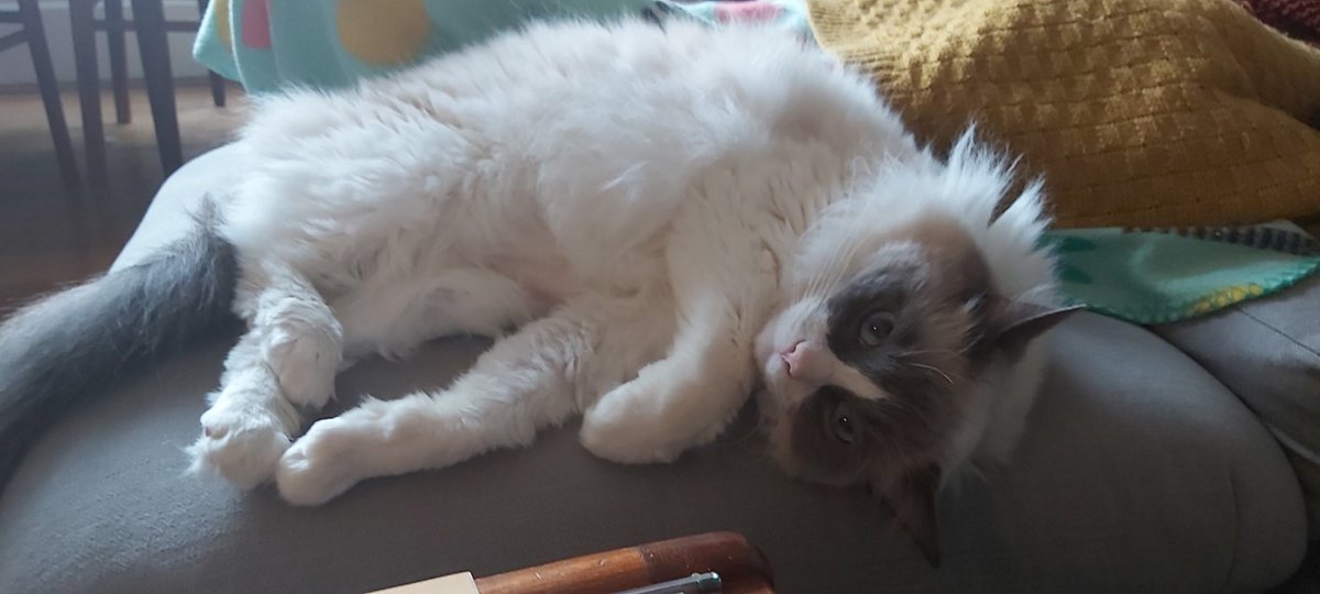 Monday morning and a brand new week to contemplate a whole world of limitless opportunities.

Well I woke up what more do you want??

#mondaythoughts #MondayMotivation #CatsOfTwitter #workingfromhome #ragdoll