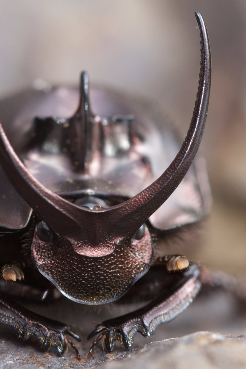 But how does all this affect biodiversity? Using a few plastic bottles and a bucket of human faeces (high-tech ) we show that dung beetle diversity is synergistically negatively impacted by narrower and hotter/drier buffers!  @EleSlade   @RobKnell1 8/n