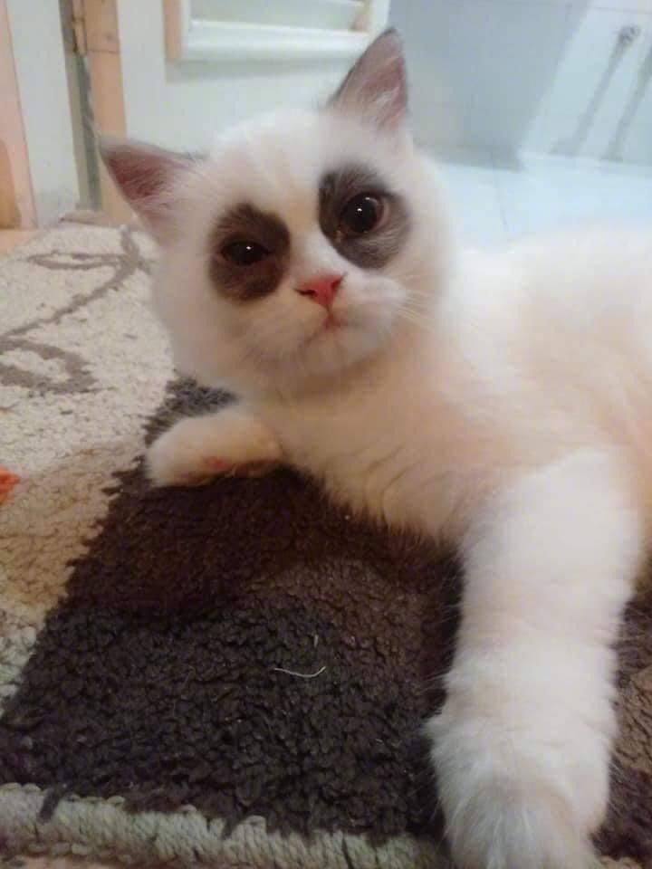 BiaArantes's tweet photo. Sim, eu dormi por 2 horas essa noite. Como percebeu? https://t.co/3btlWjrE4Y