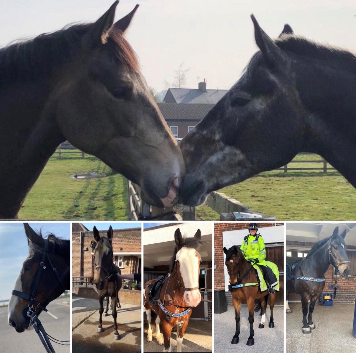 MerPolMounted's tweet photo. #WorldHorseAppreciationDay #StandTall #WeRealDoHaveTheBestHorses https://t.co/90bC9G5LYi