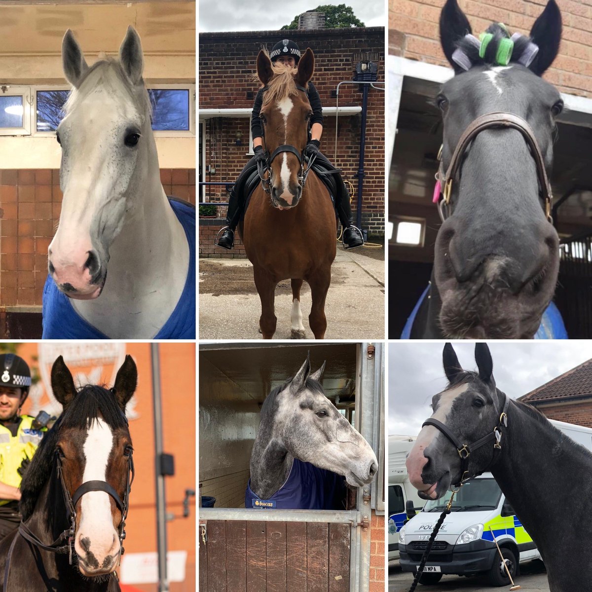 MerPolMounted's tweet photo. #WorldHorseAppreciationDay #StandTall #WeRealDoHaveTheBestHorses https://t.co/90bC9G5LYi