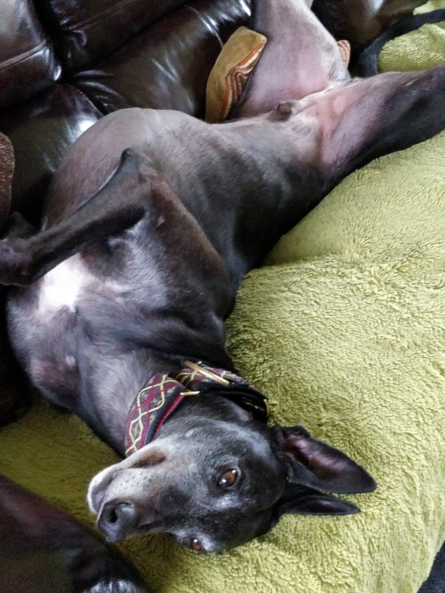 kurothehound's tweet photo. @Albert_PrinceC Hi there! Just chillin'.... https://t.co/B6tBb6nNw1