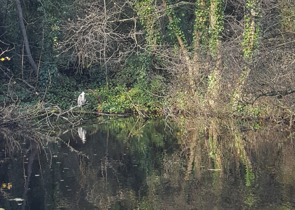 constantunusual's tweet photo. A wished for heron
warms to its reflection
in November sun

#LockdownHaiku https://t.co/7xQGMFOLYn