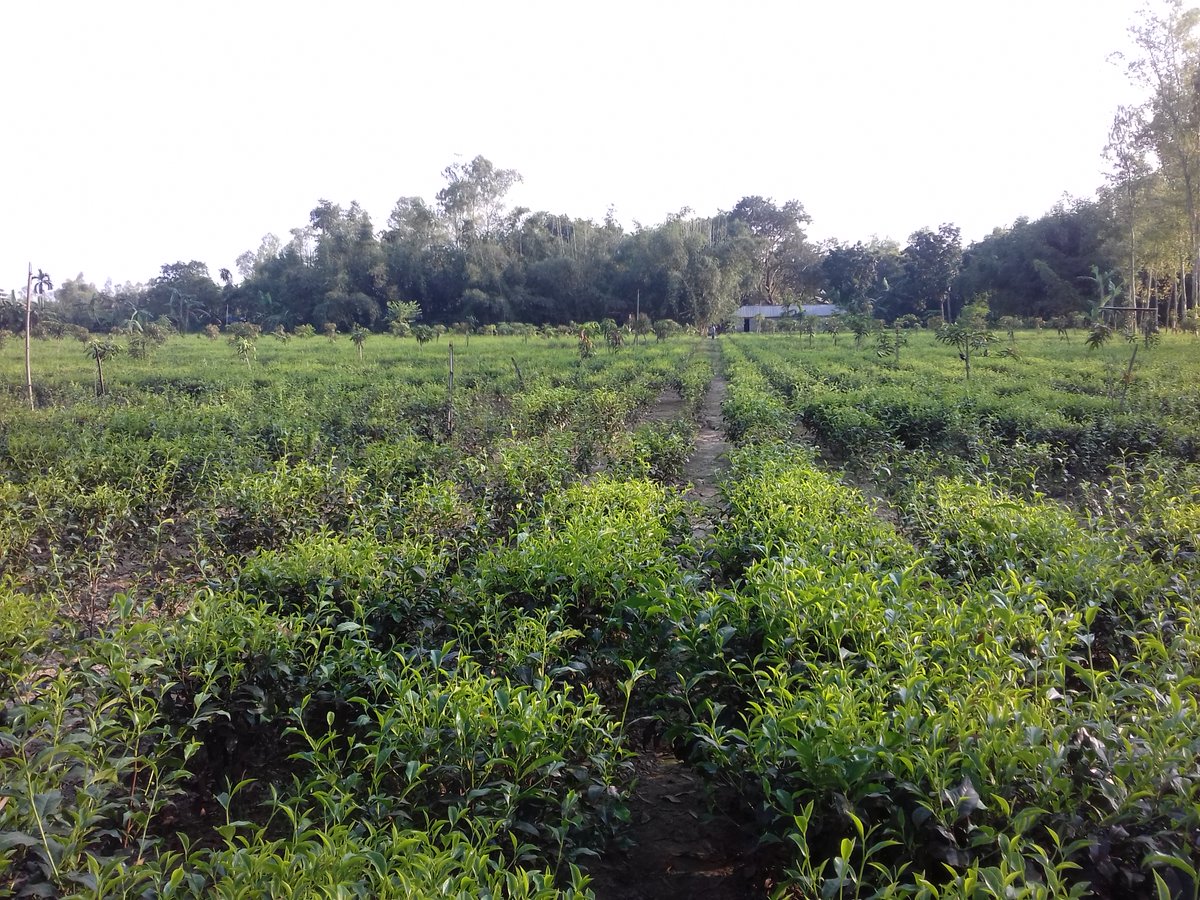 AnupomDs's tweet photo. Exploring the nature of my village a few days back. I'm delighted to spend time with those incredible scenes. 

#nature #exploring https://t.co/HJdtCHc4Ky