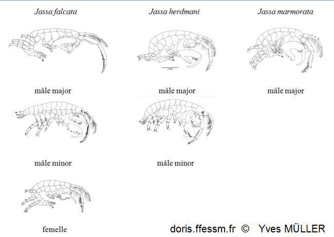 DORIS_ffessm's tweet photo. Les #amphipodes du genre Jassa font l'objet d'une nouvelle fiche : jassa porte-faux, d'Herdman et marbrée
MÜLLER Yves, NOËL Pierre in : #DORIS:
Jassa falcata / herdmani / marmorata (Montagu, 1808) / (Walker, 1893) / Holmes, 1905, https://t.co/S1rAyHZXKd
#Arthropoda #biodivesité https://t.co/JSM5Xnim98