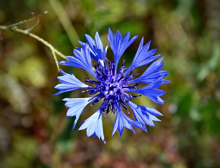 40RA_Officiel's tweet photo. #MondayMotivation la collecte continue pour le @BleuetFrance  #EnLeurSouvenir #lundifleuri https://t.co/CSQH95TK5M
