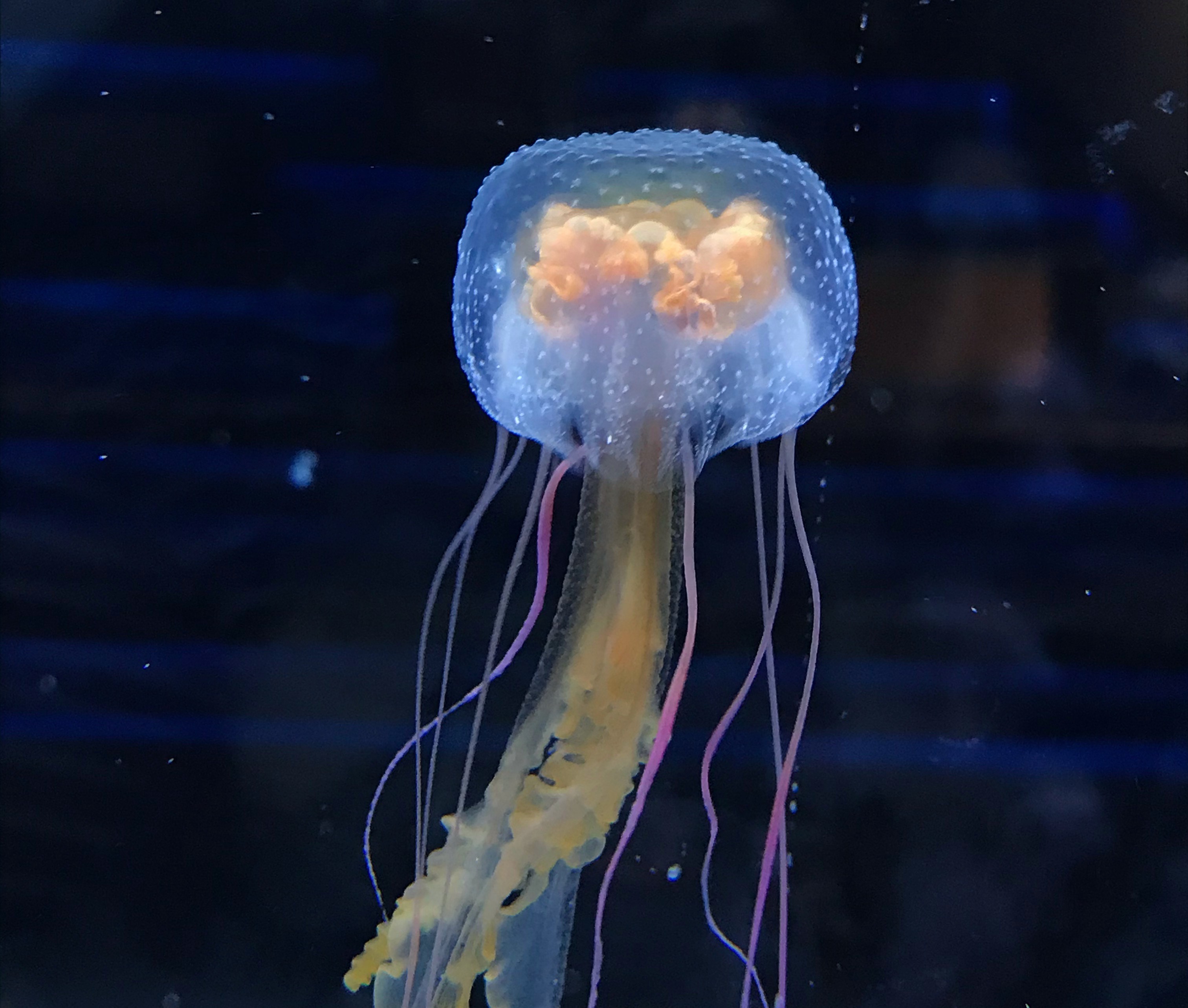 すみだ水族館 公式 オキクラゲ の傘の中から透けて見える黄色い部分 脳みそに見えるかもしれませんが 実はこれ卵や精子を作る 生殖腺 なんですよ ちなみに クラゲに脳はありません オキクラゲ ちょっぴり豆知識 T Co Bvbhupkzmd