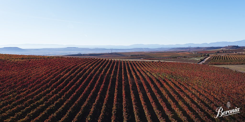 BodegasBeronia's tweet photo. ¿Has sentido la inspiración que evoca el rojo de nuestros viñedos en otoño? 🍁
No esperes más para vivirlo y prueba a descorchar un #BeroniaReserva o un #BeroniaGranReserva. Entenderás de lo que hablamos. 😏🍷

#MomentoBeronia #BodegasBeronia https://t.co/vHlhqmnVkx