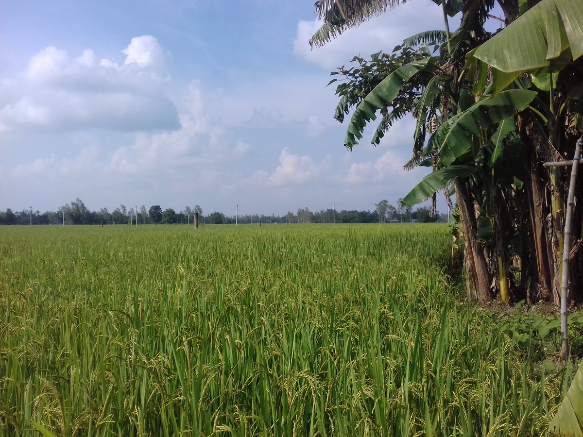 AnupomDs's tweet photo. Exploring the nature of my village a few days back. I'm delighted to spend time with those incredible scenes. 

#nature #exploring https://t.co/HJdtCHc4Ky