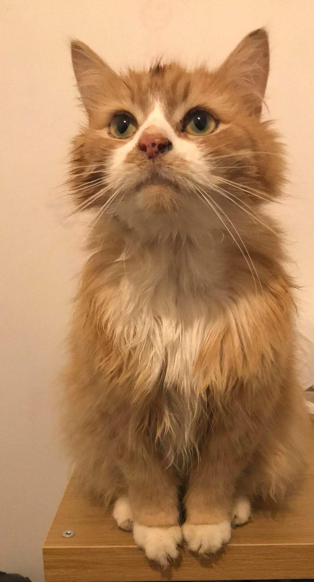 oldaccountrba's tweet photo. seeing Spartacus trending brings all the emotions back when my cat, called Spartacus, passed away the day before my 18th birthday https://t.co/cv05wklzRA