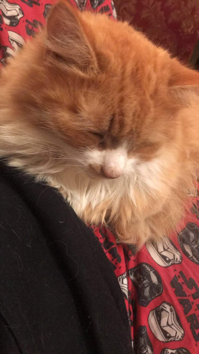 oldaccountrba's tweet photo. seeing Spartacus trending brings all the emotions back when my cat, called Spartacus, passed away the day before my 18th birthday https://t.co/cv05wklzRA