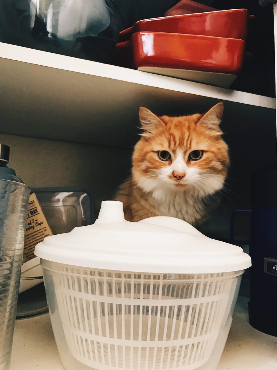 oldaccountrba's tweet photo. seeing Spartacus trending brings all the emotions back when my cat, called Spartacus, passed away the day before my 18th birthday https://t.co/cv05wklzRA
